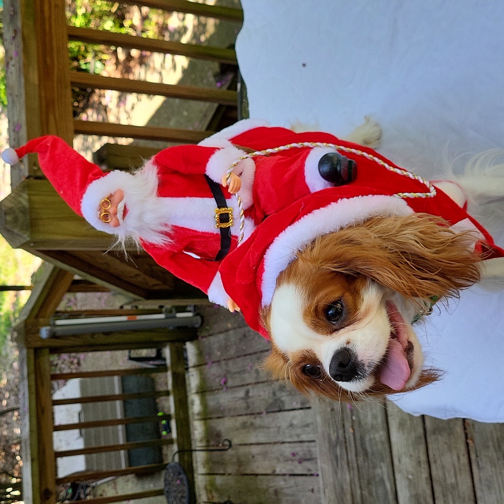 Dog costume, Santa sitting on dog's back holding reins, sz M/L